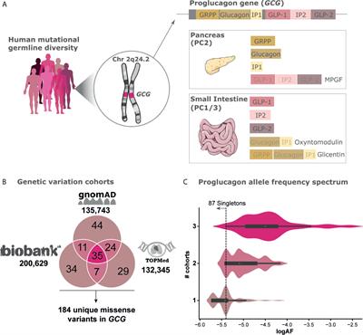 Mutational Landscape of the Proglucagon-Derived Peptides